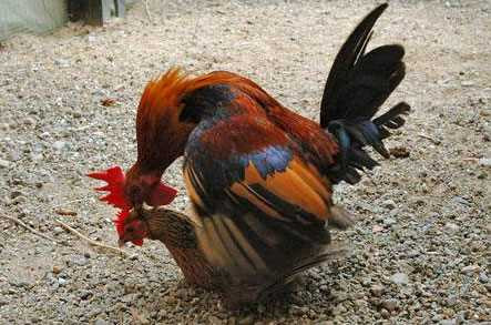 Một con gà mái sẽ giao phối với nhiều con gà trống khác nhau. Sau khi giao phối, gà mái sẽ quyết định “sinh con” cho con gà trống mà nó muốn.