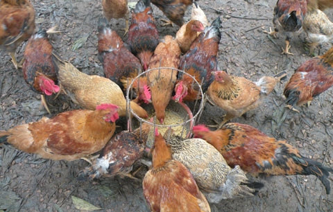 Gà rất ăn tạp. Chúng ăn các loại hạt, côn trùng và cả những con mồi lớn hơn như chuột hay thằn lằn.