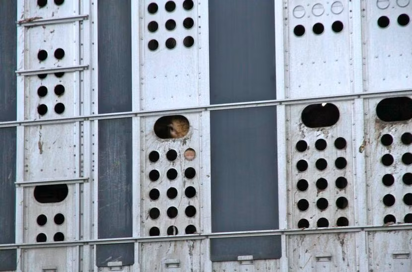 Đó chính là những ánh mắt ám ảnh khiến con người phải suy ngẫm.