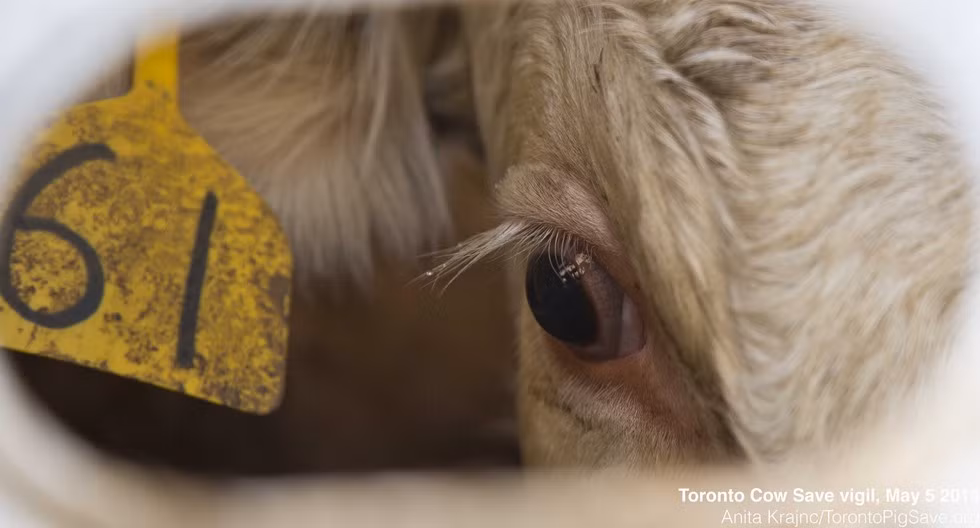 Còn chú bò này lại tỏ ra sợ hãi, ngạc nhiên đối với những gì mình sắp phải trải qua.