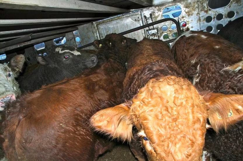 Những bức ảnh ấn tượng chụp lại ánh mắt nhiều cảm xúc của những con bò trên đường tới lò mổ gợi nhắc cho con người rằng mặc dù là động vật, bị coi là gia súc nuôi lấy thịt nhưng chúng cũng có cảm giác, cảm xúc.