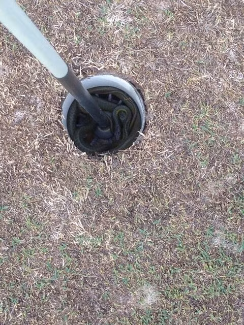 Thậm chí, con rắn này còn thoải mái cuộn mình trong lỗ golf.