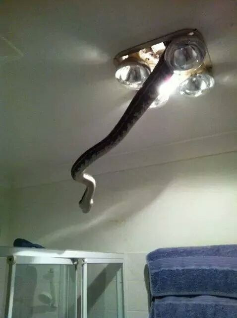 Khi thời tiết bên ngoài không thuận lợi, những con rắn này sẵn sàng chia sẻ không gian trong phòng cùng chúng ta.