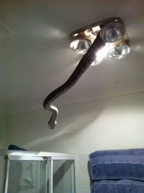 Khi thời tiết bên ngoài không thuận lợi, những con rắn này sẵn sàng chia sẻ không gian trong phòng cùng chúng ta.