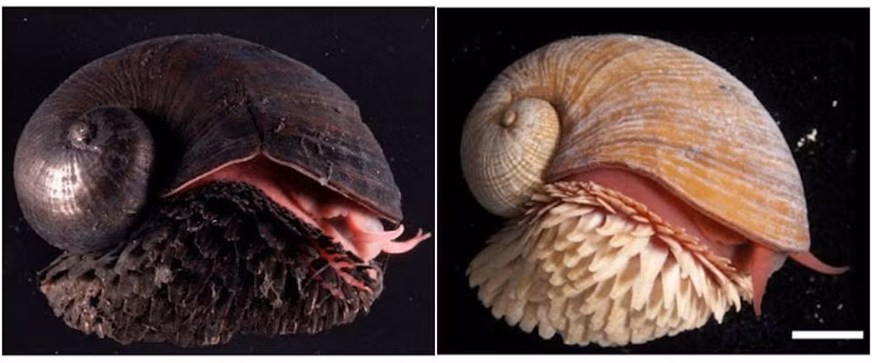 Như vậy, mỗi lớp trong chiếc vỏ dày của ốc đều có vai trò quan trọng đóng góp vào sự hiệu quả về mặt phòng ngự của ốc.