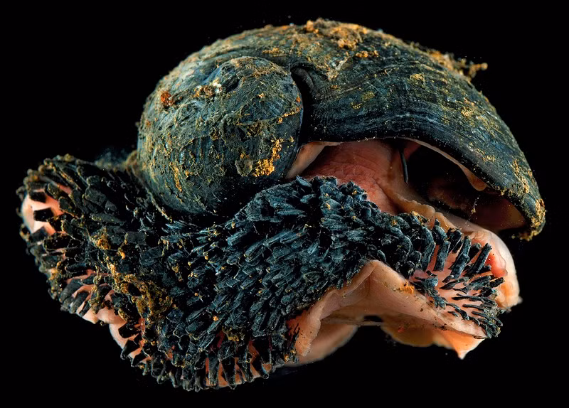 Chrysomallon squamiferum là một loài ốc sên thủy nhiệt thuộc họ động vật thân mềm sống dưới đáy biển sâu.