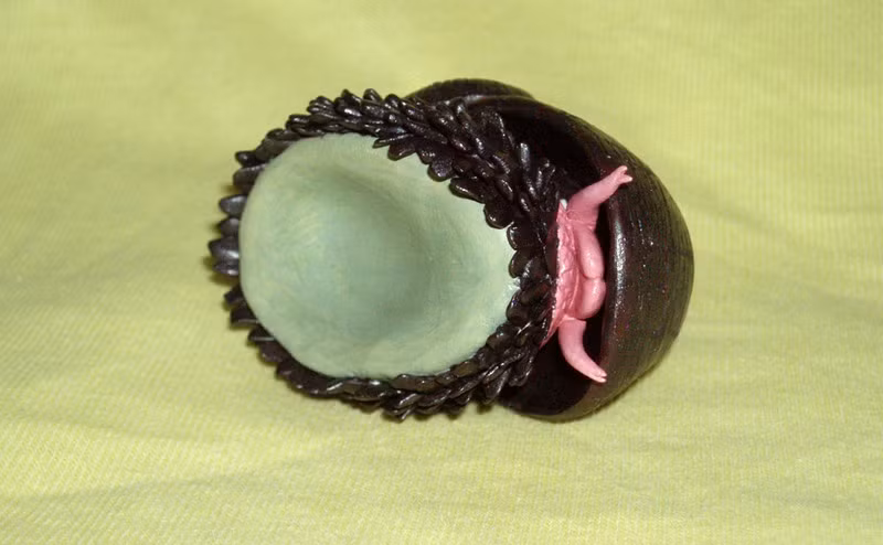 Lớp ngoài cùng dày khoảng 30 micromet, được làm bằng sulfua sắt. Lớp này có thể vỡ khi bị va đập nhưng đó cũng là cách để ốc hấp thụ năng lượng, đồng thời làm nản lòng bất cứ kẻ thù nào muốn tấn công nó.