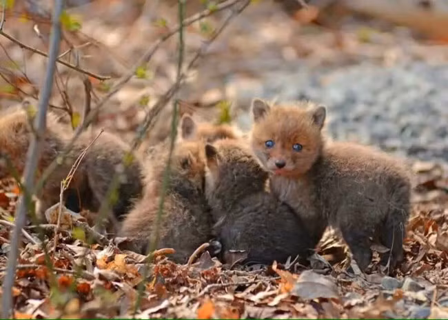 Không phải ngày nào bạn cũng có thể bắt gặp những em bé đáng yêu như thế này.