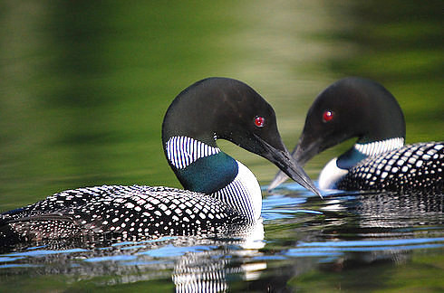Chim lặn mỏ đen sinh sản tại Canada, các khu vực miền bắc Mỹ, Greenland và Alaska. Chim trưởng thành khi vào mùa sinh sản có bộ lông với đầu đen, bụng trắng, lớp lông phủ lưng và hông màu đen trắng hình bàn cờ. Bộ lông khi không phải mùa sinh sản có màu hơi nâu, với cằm và trước cổ màu trắng. Mỏ màu lam đen, nằm ngang.