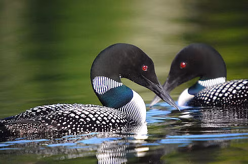 Chim lặn mỏ đen sinh sản tại Canada, các khu vực miền bắc Mỹ, Greenland và Alaska. Chim trưởng thành khi vào mùa sinh sản có bộ lông với đầu đen, bụng trắng, lớp lông phủ lưng và hông màu đen trắng hình bàn cờ. Bộ lông khi không phải mùa sinh sản có màu hơi nâu, với cằm và trước cổ màu trắng. Mỏ màu lam đen, nằm ngang.