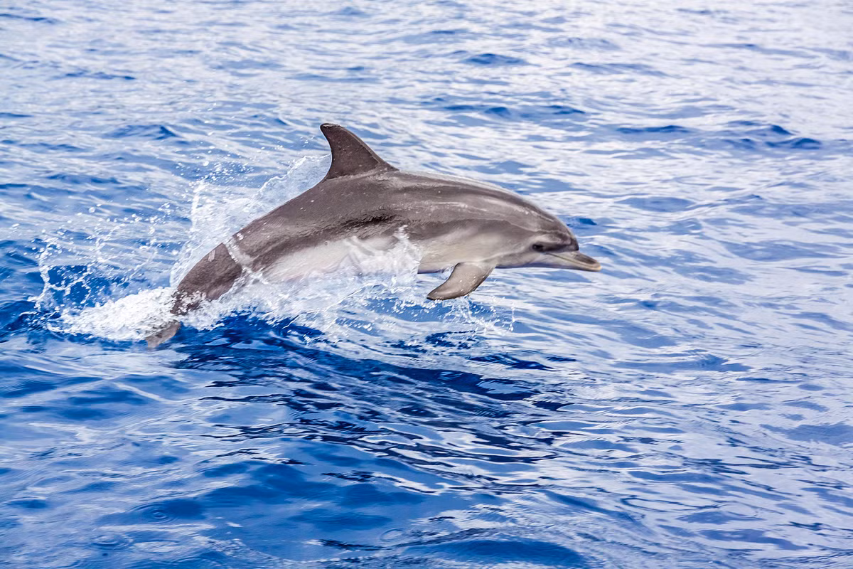 Loạt phim sitcom về một cô nàng cá heo có tên Flipper và những cuộc phiêu lưu của cô do đài NBC thực hiện đã gắn bó với tuổi thơ của nhiều thế hệ người dân nước Mỹ cũng như trẻ em thế giới.