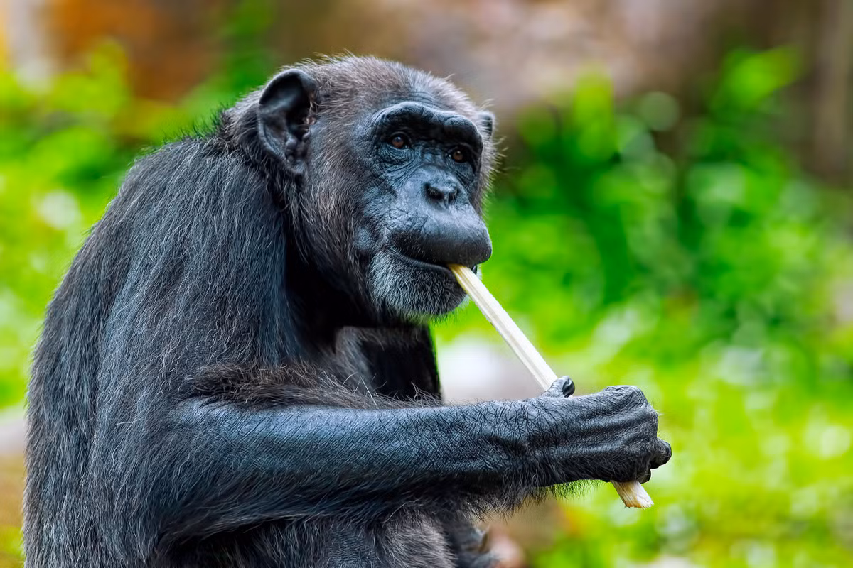 Là một người họ hàng gần gũi của con người nên khỉ đương nhiên được ưu ái xuất hiện trong hàng loạt những bộ phim bom tấn như Every Which Way but Loose hay Planet of the Apes. Tất nhiên, chúng cũng nhanh chóng trở nên nổi tiếng.