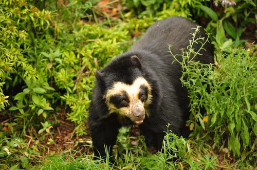 Gấu Andean - Loài gấu duy nhất ở Nam bán cầu. Tất cả các loài gấu đều sống ở Bắc bán cầu, duy chỉ có loài Andean là sống ở Nam bán cầu. Gấu bốn mắt này cư trú xung quanh lưu vực nhiệt đới thuộc dãy Andes. Thức ăn chủ yếu của chúng là rễ cây, lá, chồi non, quả mọng, và đôi khi là côn trùng, động vật gặm nhấm và xác chết thối.