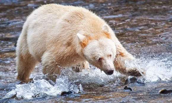 Gấu Kermode. Mọi người thường cho rằng các loài gấu được xếp vào nhóm gấu đen đều mang màu đen. Thực tế, có những con gấu màu nâu, màu quế hay màu vàng cũng được xếp vào nhóm gấu đen.