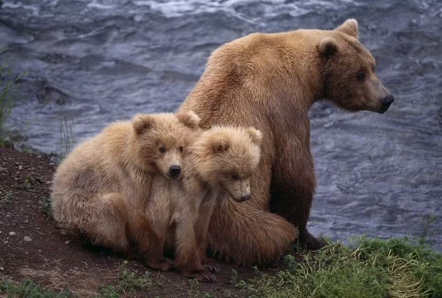 Gấu nâu phổ biến nhất thế giới. Gấu nâu được tìm thấy ở khắp Châu u, Bắc Mỹ, miền bắc Châu Phi và Châu Á. Hiện tại, môi trường sống của gâu nâu đã bị thu hẹp, nhưng gấu nâu vẫn được xem là loài gấu ít bị đe dọa tuyệt chủng. Ước tính có khoảng 200.000 loài gấu nâu