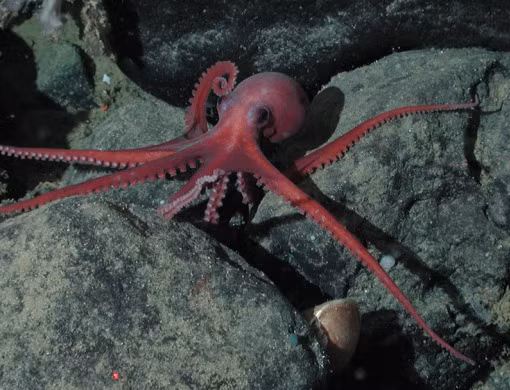 Benthoctopus là một loài bạch tuộc biển sâu, chuyên sống len lỏi giữa các con tàu bị đắm. Chúng chủ yếu được tìm thấy ở vùng biển Đông Bắc Đại Tây Dương. Cho tới nay, chúng ta có rất ít thông tin về loài sinh vật quý hiếm và nhút nhát này.