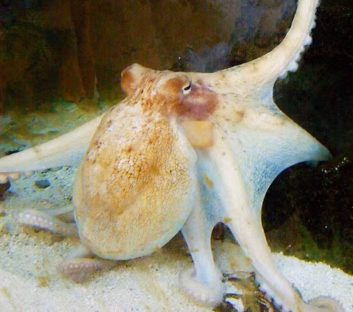 Bạch tuộc lỗ thủy nhiệt (Vulcanoctopus Hydrothermal) thường sống trong các lỗ thủy nhiệt đang sôi ùng ục. Mắt của nó được bao phủ bởi một lớp da mờ mỏng, giúp chúng có thể nhìn xuyên qua làn hơi nước.