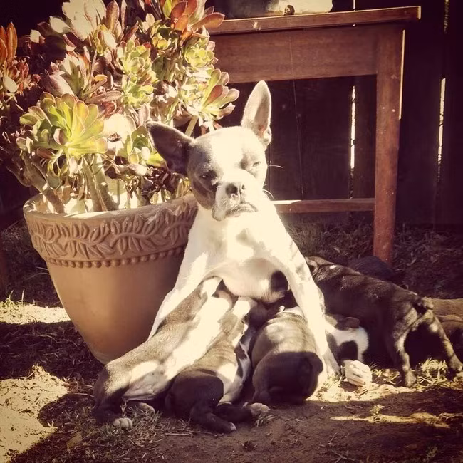 Được làm mẹ của một đàn chó con đông đúc vừa làm niềm vui cũng là một trách nhiệm cực kỳ to lớn khiến con chó mẹ không thể không mệt.