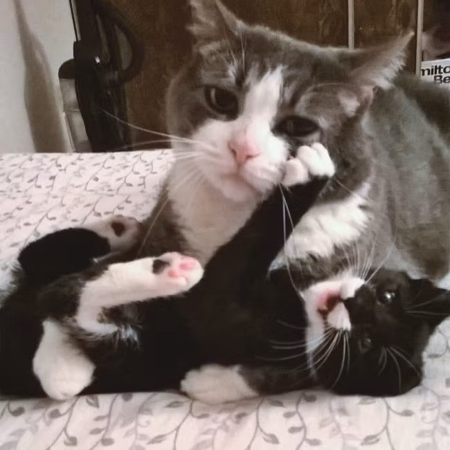 Thiên chức làm mẹ không phải lúc nào cũng khiến những bà mẹ mỉm cười hạnh phúc. Một trong những bằng chứng chính là hai mẹ con nhà mèo này. Trong khi mèo con tinh nghịch muốn chơi đùa cùng mẹ thì bà mẹ bỉm sữa này lại tỏ ra mệt mỏi.