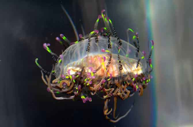 Cũng là sứa, nhưng sứa mũ hoa rất biết cách khiến mình trở nên nổi bật.