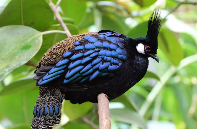 Gà lôi công Palawan đực có bộ lông sặc sỡ với mục đích là thu hút bạn tình.