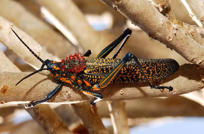 Châu chấu cầu vồng (tên khoa học là Phymateus saxosus) có diện mạo cực xinh đẹp, bắt mắt nhưng không nên lại gần bởi chúng có thể tiết ra một chất lỏng độc hại đối với bất cứ ai đe dọa nó.