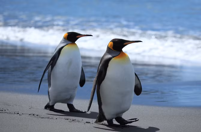 Biểu tượng thời trang của thế giới động vật là những con chim cánh cụt vua sở hữu sự uy nghi, sang trọng của một thành viên hoàng gia với những vệt lông vàng chói trên đầu và cổ.