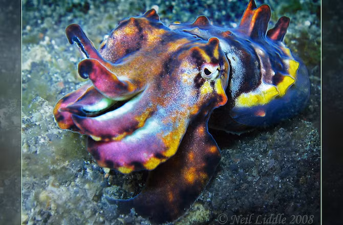 Mực nang có thể thay đổi màu sắc cơ thể để ngụy trang trong thời gian vô cùng ngắn ngủi.