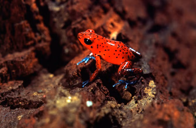 Màu sắc tươi sáng thường đi kèm với nọc độc chết người. Điều này hoàn toàn chính xác với trường hợp của ếch phi tiêu; tuy nhiên, loài vật xinh đẹp vẫn khiến người ta ngưỡng mộ bởi “bộ cánh” cực đẹp.