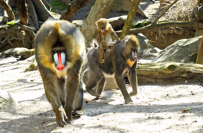 Khuôn mặt của loài khỉ mặt chó này như được vẽ hề với màu sắc hết sức sinh động, sặc sỡ. Thực chất, đó là khuôn mặt thật của chúng, không hề hóa trang.