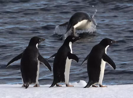 Năm 2008, một chú chim cánh cụt đã được phong tước hiệp sĩ ở Na Uy.