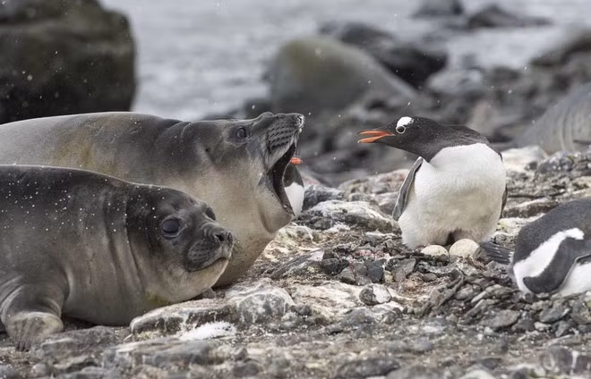 Những con hải cẩu luôn cố gắng giao phối với chim cánh cụt. Ở loài chim cánh cụt hoàng đế, những con chim cánh cụt đực sẽ đảm nhận vai trò ấp trứng trong khi những con cái sẽ đi kiếm ăn trên biển. Ở loài chim cánh cụt hoàng đế, những con chim cánh cụt đực sẽ đảm nhận vai trò ấp trứng trong khi những con cái sẽ đi kiếm ăn trên biển. Năm 2009, Úc triển khai dàn xạ thủ bắn tỉa chuyên nghiệp để bảo vệ quần thể chim cánh cụt tiên tại đây. Để phát hiện ra chim cánh cụt ngủ sâu giấc hơn vào buổi chiều, các nhà khoa học đã đi rón rén quanh những chú chim cánh cụt đang ngủ vào nhiều thời điểm khác nhau trong ngày và dùng gậy chọc vào chúng cho tới khi chúng thức dậy. Để phát hiện ra chim cánh cụt ngủ sâu giấc hơn vào buổi chiều, các nhà khoa học đã đi rón rén quanh những chú chim cánh cụt đang ngủ vào nhiều thời điểm khác nhau trong ngày và dùng gậy chọc vào chúng cho tới khi chúng thức dậy. Để phát hiện ra chim cánh cụt ngủ sâu giấc hơn vào buổi chiều, các nhà khoa học đã đi rón rén quanh những chú chim cánh cụt đang ngủ vào nhiều thời điểm khác nhau trong ngày và dùng gậy chọc vào chúng cho tới khi chúng thức dậy. Chim cánh cụt hoàng đế có khả năng lặn sâu hơn 500 mét và ở dưới nước tới 27 phút. Chim cánh cụt hoàng đế có khả năng lặn sâu hơn 500 mét và ở dưới nước tới 27 phút.