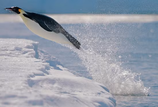 Năm 2009, Úc triển khai dàn xạ thủ bắn tỉa chuyên nghiệp để bảo vệ quần thể chim cánh cụt tiên tại đây.