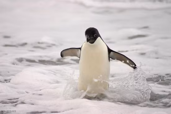 Chim cánh cụt có thể nhảy vọt lên mặt nước tới 1,8 mét.