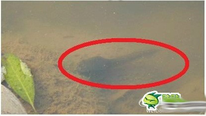 Kích thước cũng không hề thua kém con nòng nọc vừa được phát hiện.