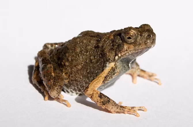 Ếch đực Túngara có màn tỏ tình với con cái bằng một màn trình diễn mạnh mẽ và đầy đam mê bằng cách tạo ra những gợn sóng trên mặt nước. Tuy nhiên, màn thể hiện này cũng là dấu hiệu để những con dơi lần theo và biến ếch thành bữa ăn của mình.