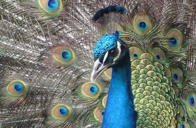 Khi quyết định chọn bạn đời, công cái chỉ việc đứng từ xa xem điệu nhảy sặc sỡ của công đực trong khi công đực phải đương đầu với nguy cơ bị chó rừng, cọp và diều hâu “để mắt” tới.