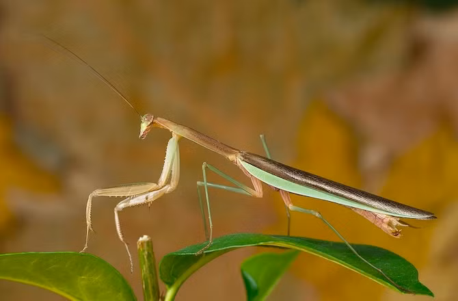 Bọ ngựa Trung Quốc cũng được coi là loài vô cùng đáng sợ khi có thể ăn thịt bạn tình ngay trong lúc đang giao phối.
