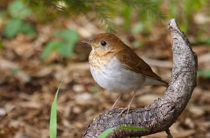 Veery (tên khoa học là Catharus fuscescens) là một loài chim nhỏ bé nổi tiếng với bản tình ca ngân nga như tiếng sáo nhưng chúng thường phải giữ yên tĩnh nếu không muốn bị những con cú độc ác phát hiện ra.