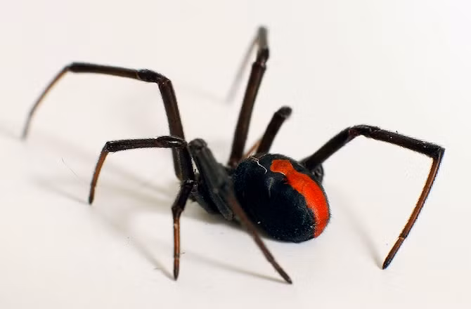 Để được giao phối, nhện đực lưng đỏ Australia phải biểu diễn màn tán tỉnh dài tới 100 phút và sau đó hy sinh cả mạng sống cho bạn tình của nó.