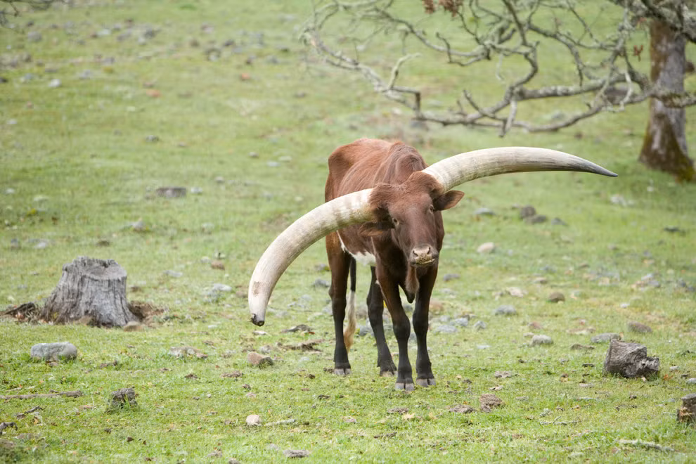 Hai chiếc sừng không những to mà còn lệch nhau, khiến chủ nhân bò Ankole của nó xoay xở khá vất vả.