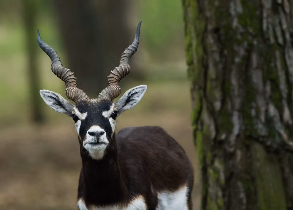 Sơn dương đen với cặp sừng xoắn và những vòng tròn xoáy từ gốc đến ngọn.