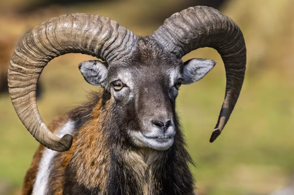 Cừu Mouflon là một trong số 6 loài cừu hoang dã sống sót đến ngày nay, còn chưa đầy 1.000 cá thể trưởng thành trong tự nhiên, phân bố chủ yếu ở Sardinia, Corsica (Pháp) và đảo Síp với đôi sừng của mình.