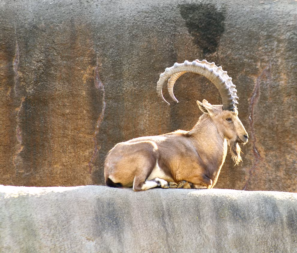 Dê rừng Nubia sở hữu cặp sừng quá khổ, cong vút uốn về phía sau.