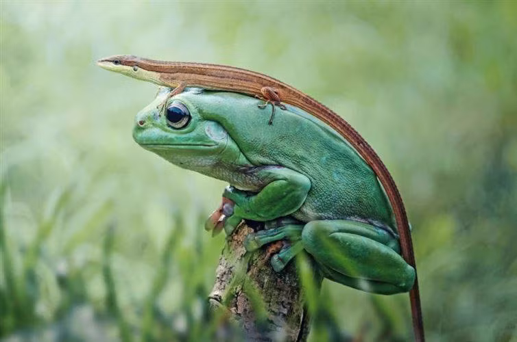 Tình bạn thắm thiết dù khác loài của một con cóc và thằn lằn trong chuyến đi nhờ ngoạn mục.