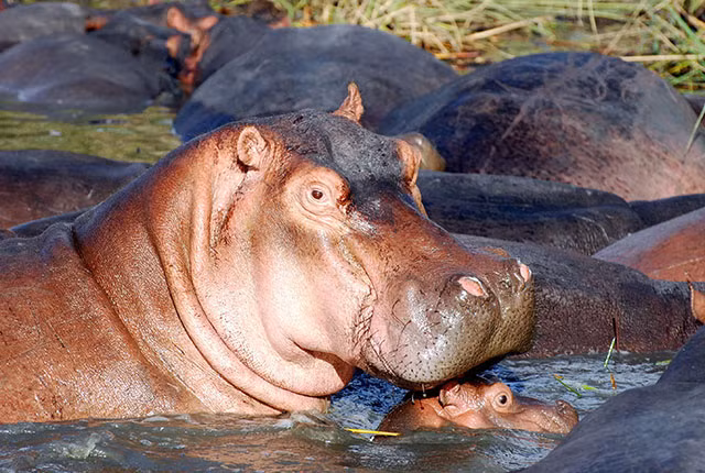 Hà mã mẹ kiên quyết bảo vệ con cho tới khi chúng đủ to lớn để có thể tự lo cho mình. Bản năng làm mẹ của nó mạnh mẽ tới nỗi hà mã mẹ có thể phải chiến đấu ác liệt với những con hà mã đực rình rập giết con để giao phối với nó.