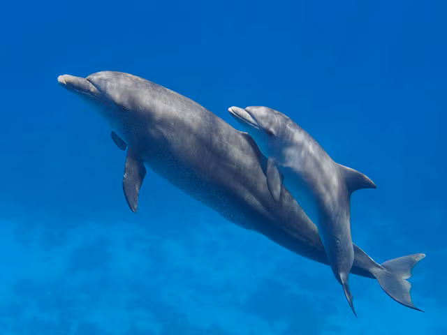 Trong thế giới động vật, tình mẫu tử, phụ tử đều rất đáng ngưỡng mộ. Sau khi sinh nở, mặc dù rất mệt mỏi nhưng cá heo mẹ không hề nghỉ ngơi mà thức trắng ròng rã suốt một tháng bởi cá heo con cũng thức trắng trong thời gian đó.