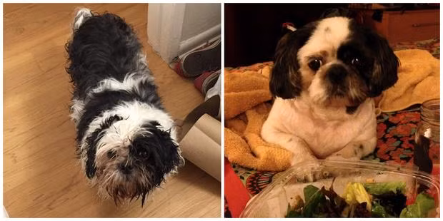 Sau hai tiếng tắm táp, Lady mới lấy lại được dáng vẻ sạch sẽ của mình nhưng ánh mắt vẫn ánh lên nỗi sợ sệt khôn nguôi. Chắc hẳn, chủ nhân của nó sẽ phải dành nhiều thời gian hơn cho chú chó đáng thương này.