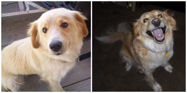 Giống như những con chó bất hạnh bị nuôi nhốt tàn độc khác, Peach cũng bị nhiễm một số bệnh khá nghiêm trọng nhưng đã được chủ mới chăm sóc rất chu đáo.