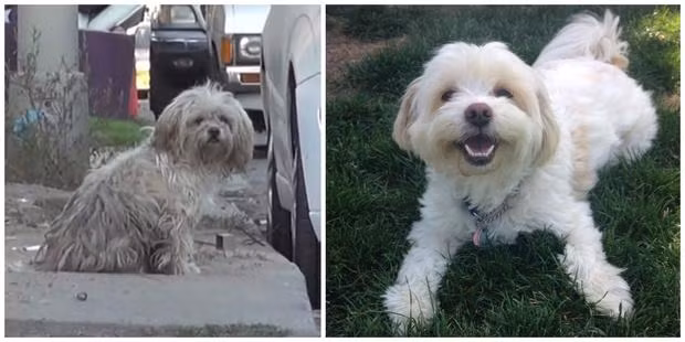 Tobby cũng hoàn toàn biến đổi sau khi được nhận nuôi.